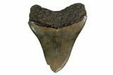 Serrated, Fossil Megalodon Tooth - Georgia #159731-1